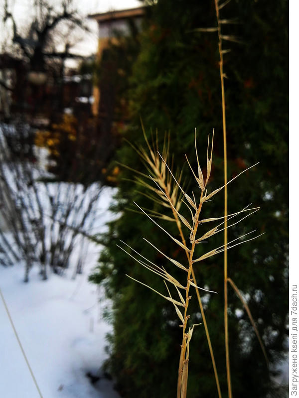 Зимние виды, пусть колосья и облетели, поменяли цвет, но смотрятся зимой красиво