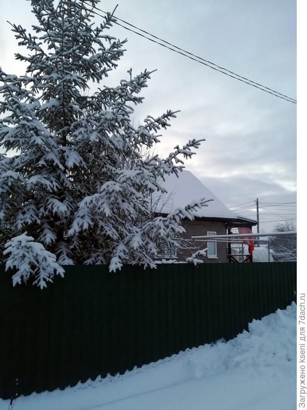 Ели особенно хороши зимой