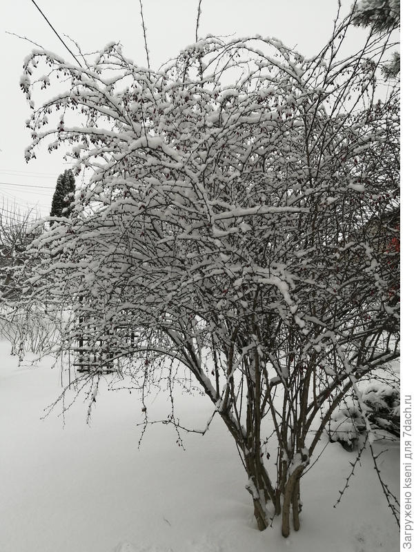 Барбарис люблю зимой особенно