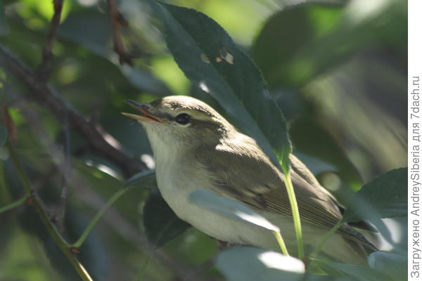 Второй слёток сидел на вишнёвом кусте