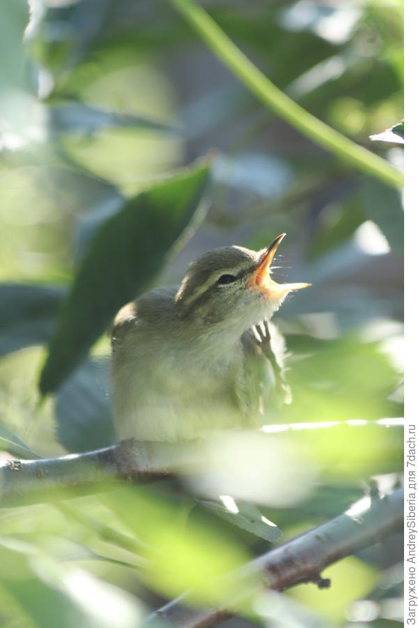 А вот расчёсывает пёрышки