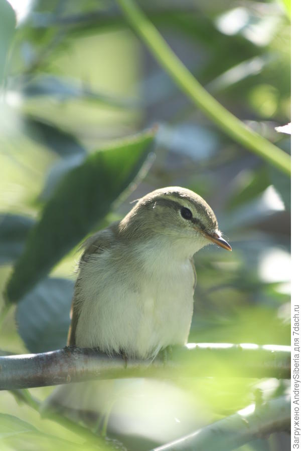 Вот он расслабился, пригрелся на солнышке