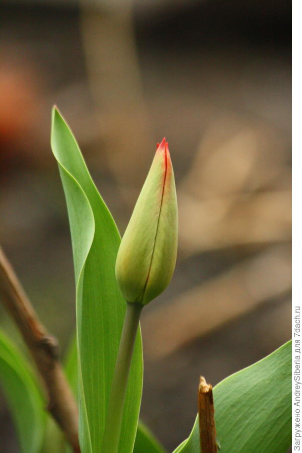 Бутон красного тюльпана