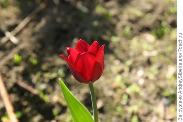 Тюльпан с запахом корицы