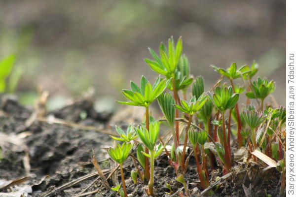 Прорастают многолетники: люпин многолистный...