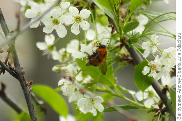 Шмель на цветах вишни степной