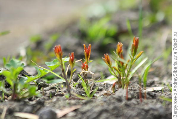 Взошёл миндаль (Amygdalus nana)