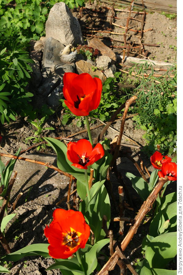 Тюльпановый уголок