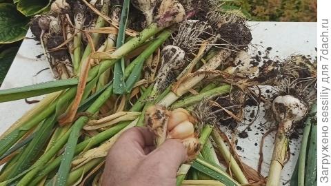 Прозрачная гниль