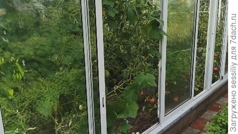 Удобно ухаживать за томатами