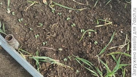 Так выглядит на 5 день.