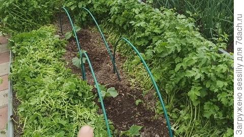 Дуги на случай заморозков