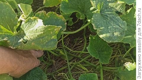 Подстилка из высохшей стеблей горчицы