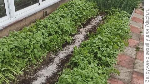 Траншея с удобрениями