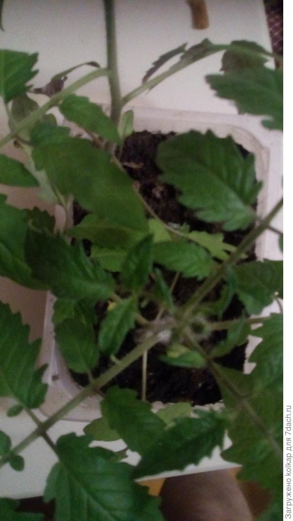 Моя рассада