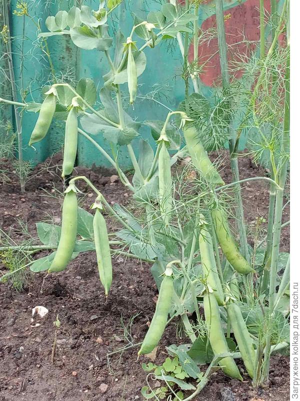 Фото сделано в начале октября