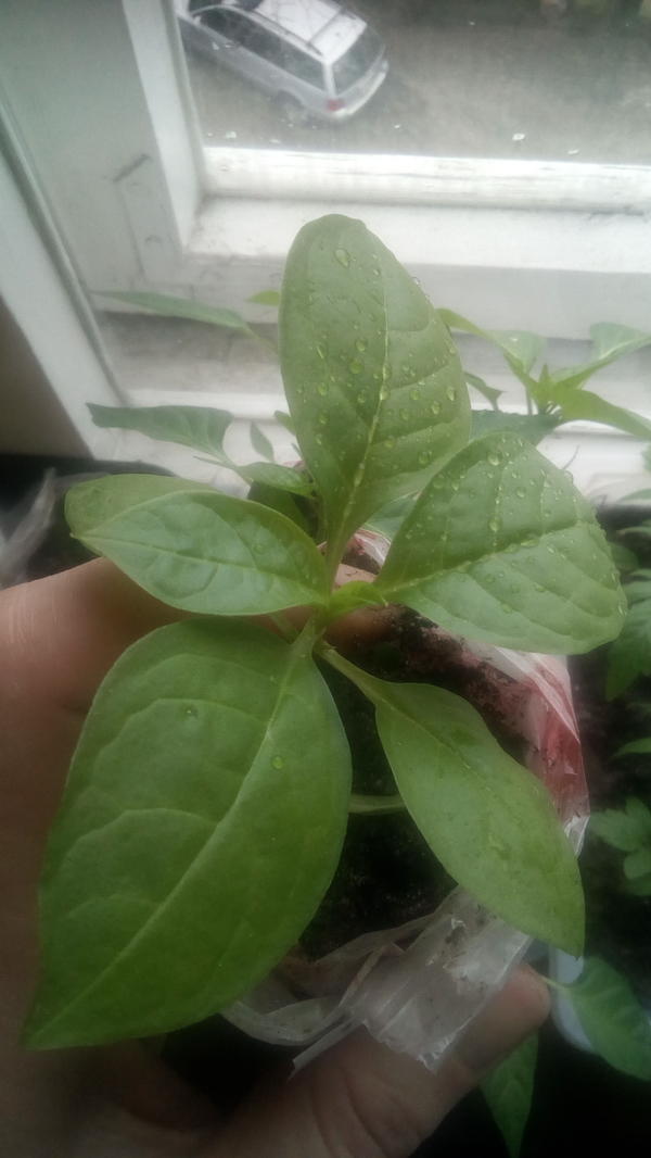 Незнакомец