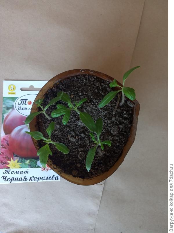 первые листики