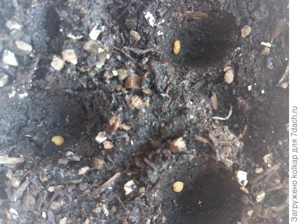 семена положены в углубленья