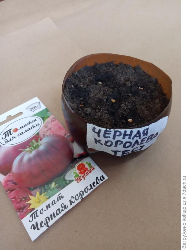 посев томата