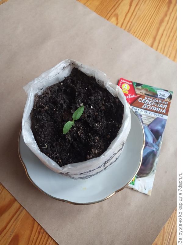 первый всход