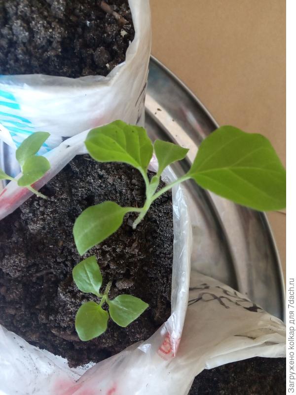 первые листики