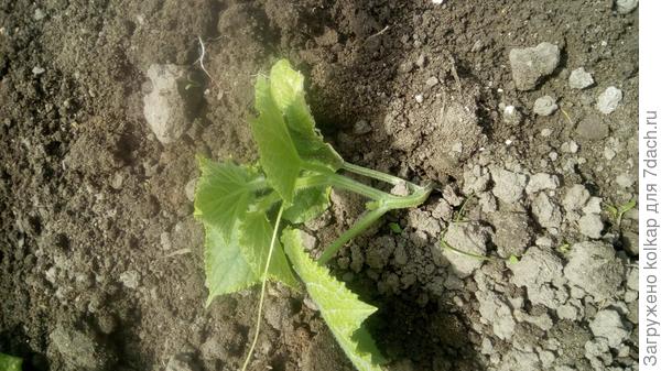 "Домосед" прижился на грядке