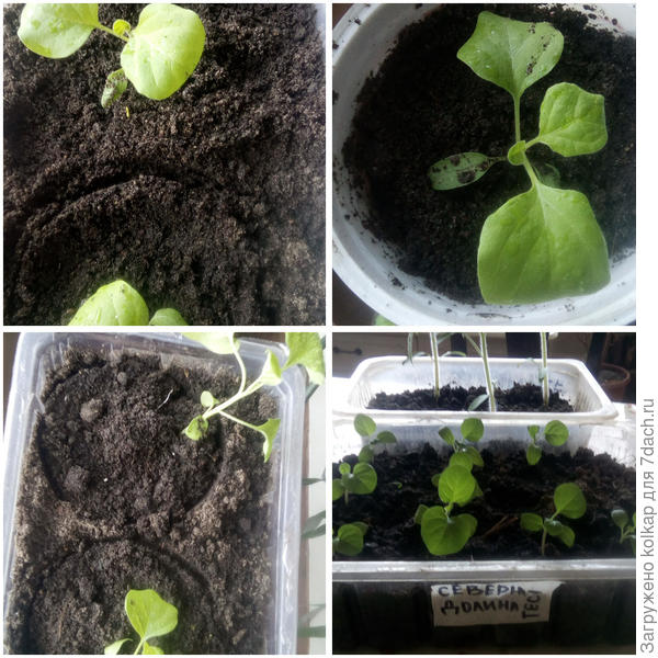 баклажанчики после пикировки хотят солнышка