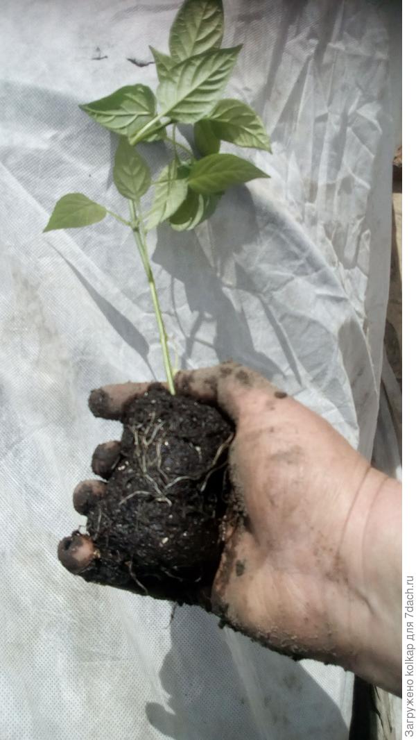 корни перчика заняли весь возможный грунт