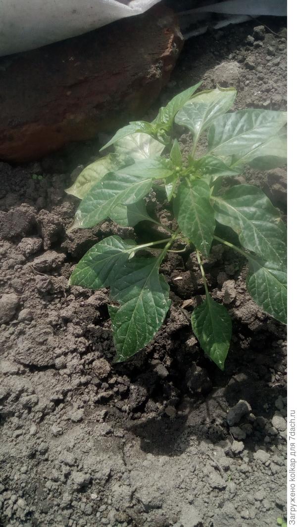 перчик прижился без проблем, даже бутоны не сбросил