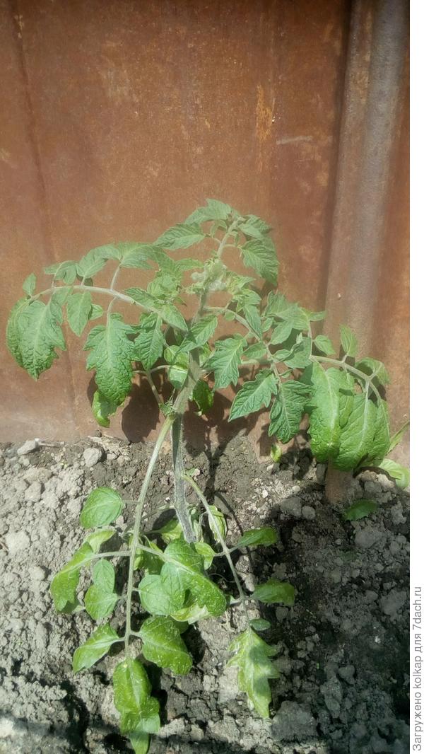 даже бутоны не сбросил