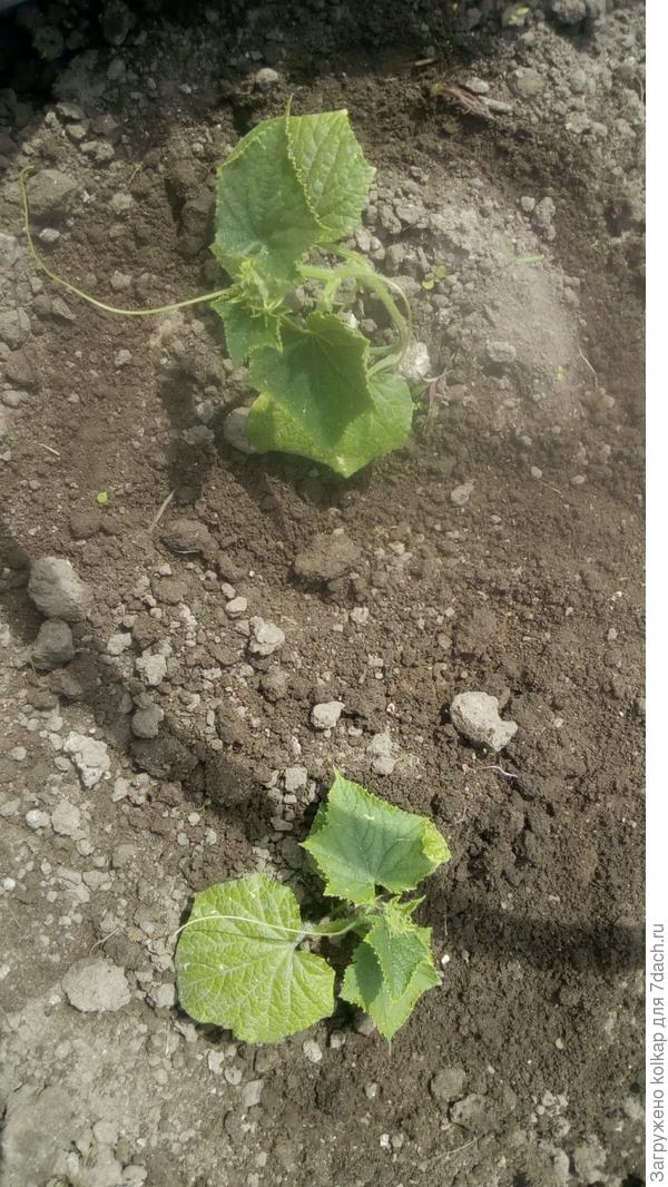 парочка "Северной короны" тоже не заметила перевалки на грядку и очень радуется долгожданной свободе