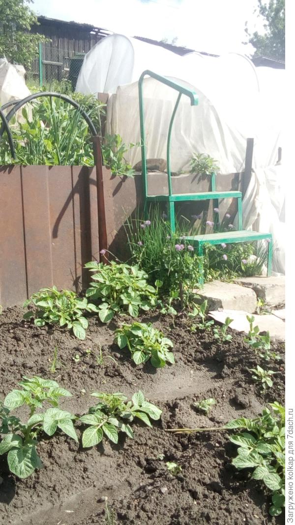 мой огород весь в парничках