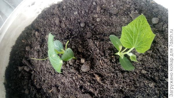 пара "Домоседов" высаженная в 12-литровое ведро прижилась