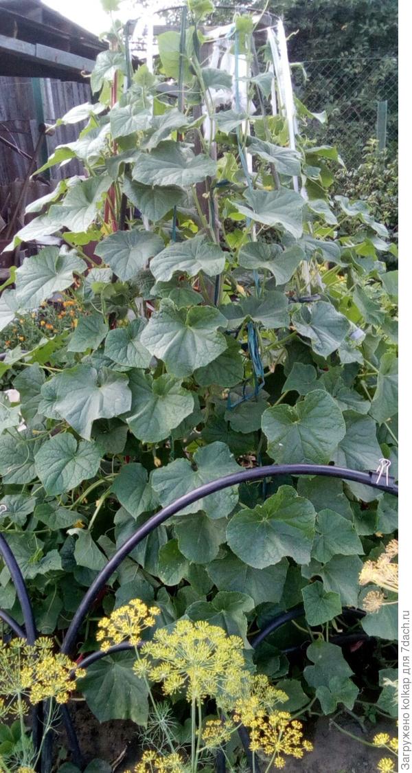 так выглядит моя огуречная грядка