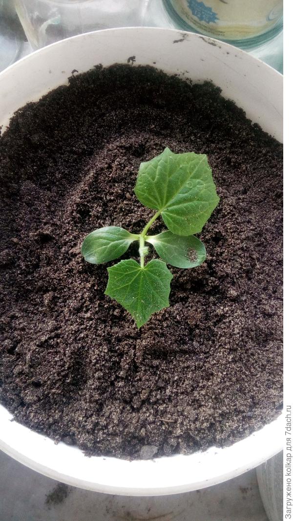 одиночка "Домосед" высаженный в 5-литровое ведро