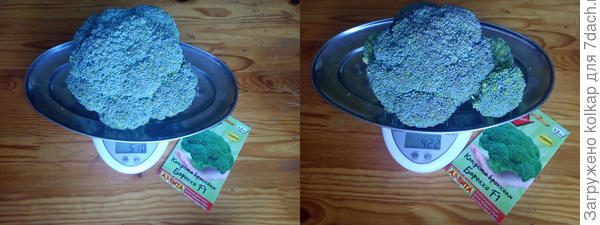 августовский урожай