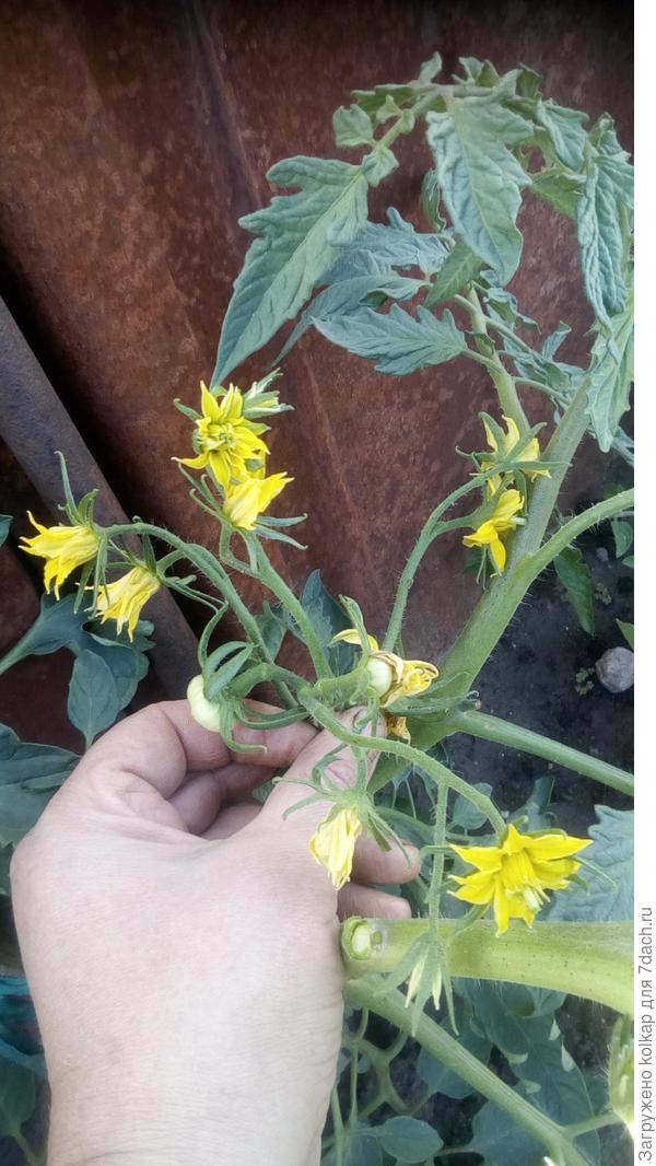 первая завязь