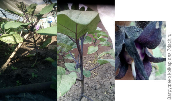 первый цветок и завязь