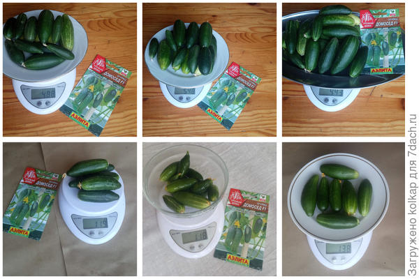 урожай "Домоседа" на балконе