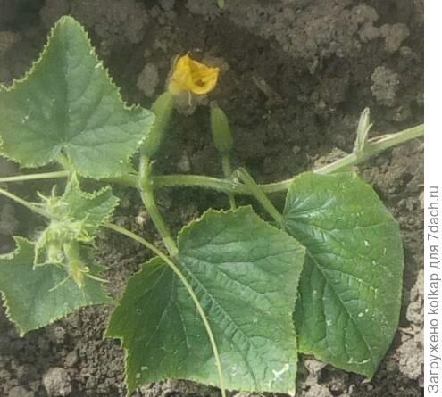 первые цветки и завязи у "Домоседа"