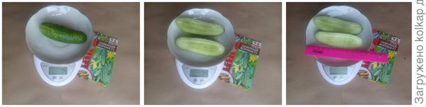 "Северная Корона" первый огурчик