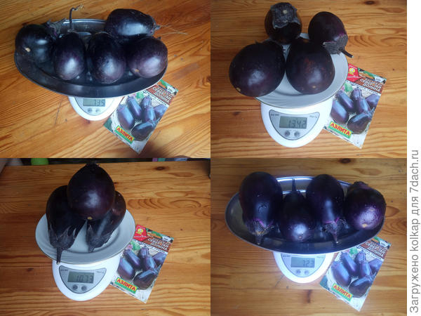 мой урожай "Северной короны" с одного куста в открытом грунте