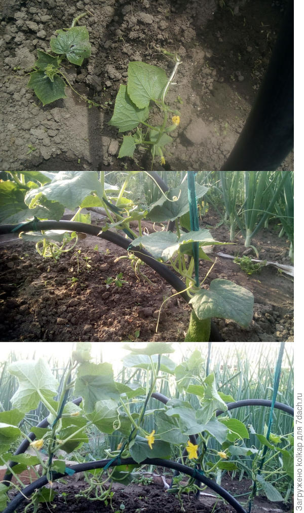 1) высадка в грунт с цветами и завязью 2) первый огурчик готов к употреблению 3) остальные кустики начали цвести и завязывать, а первый сидит на месте и думает