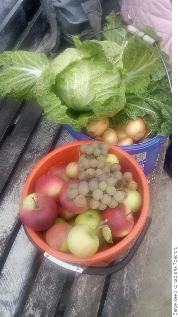 Белокочанную не фотала, не думала, что понадобится