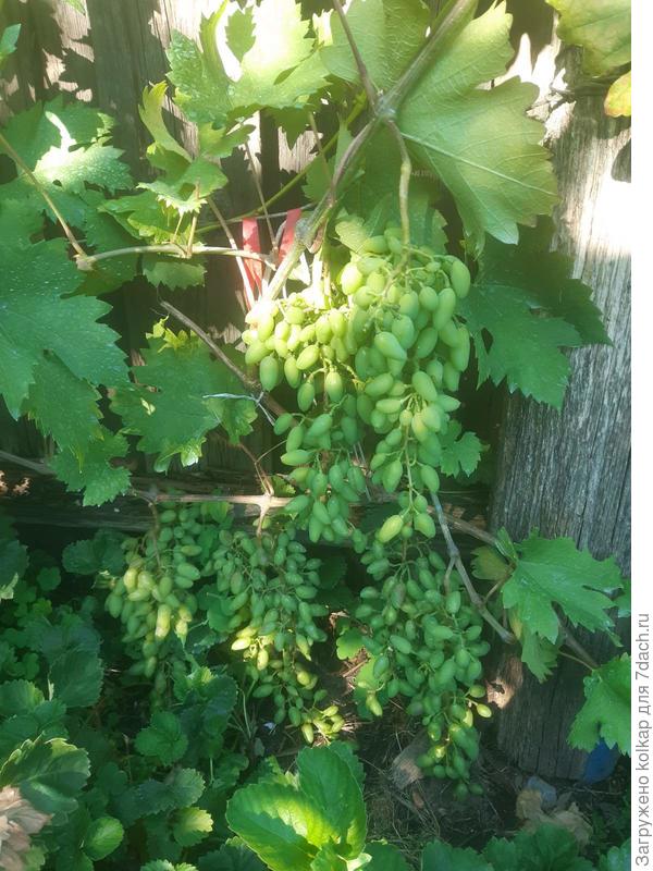 Мой техлетка. Сорт неизвестен. Болявый.