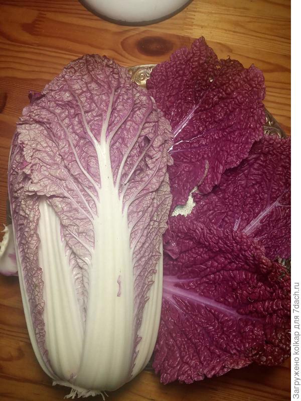 урожай второй половины лета