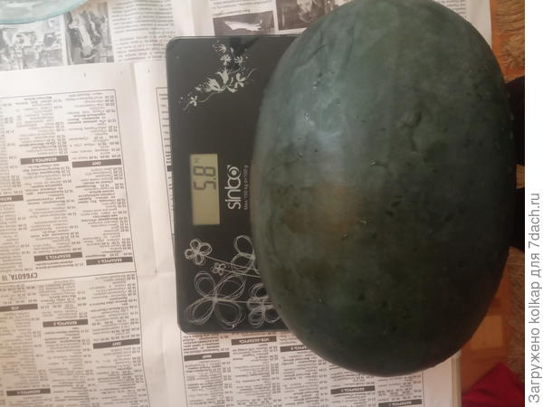 Первый арбузик, выращенный из призовых семян Аэлиты