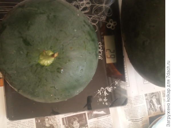 Второй арбуз. Голландский гибрид Асван. Соответствует характеристикам 3-4 кг. Этот вкуснее более сахаристых, сладкий как мед. В разрезе сфотать не успела