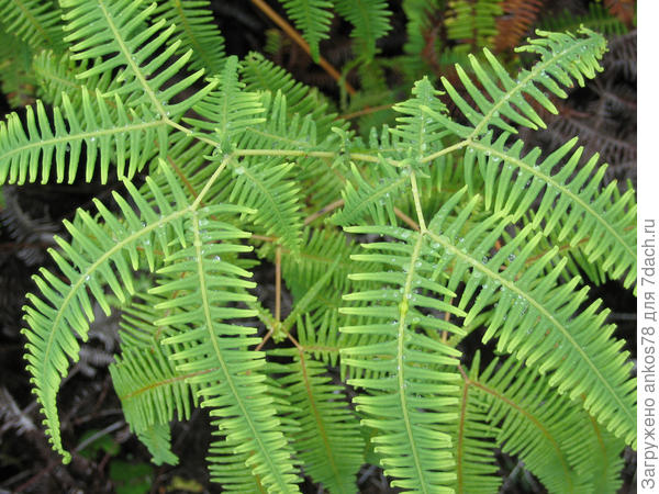 я нашла такое изображение этого птериса.согласитесь,не похож!у меня вокруг одной веточки расположение листьев.